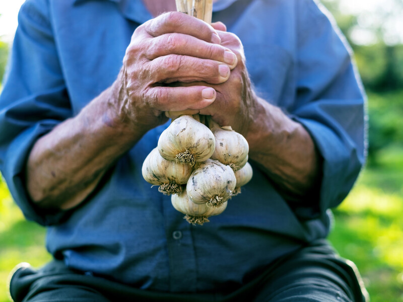 Як не старайся, а озимий часник росте дрібним? П'ять помилок, які традиційно роблять городники