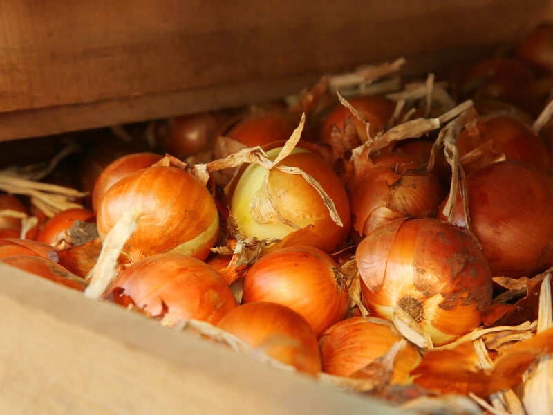 Ніколи не зберігайте в цьому цибулю – інакше доведеться викинути весь урожай на смітник. Секрети досвідчених господинь Ніколи не зберігайте в цьому цибулю – інакше доведеться викинути весь урожай на смітник. Секрети досвідчених господинь