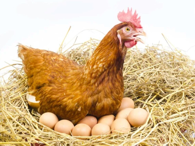 Розчиніть це у воді – і свіжі яйця будуть у домі щодня. Кури в захваті від цих ласощів