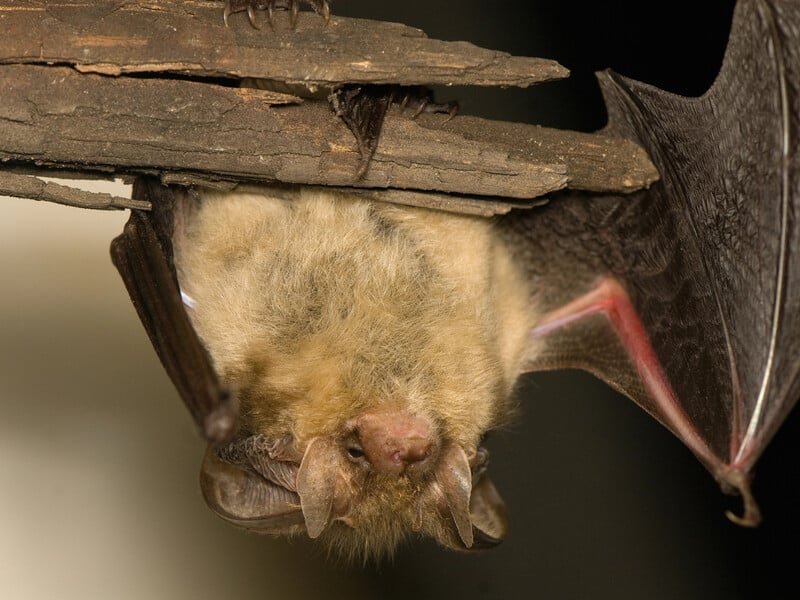 Найлегший спосіб позбутися кажанів у будинку. Який штраф загрожує за їхнє вбивство