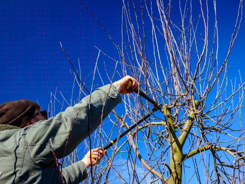 Не спішіть з обрізанням цих дерев, щоб їх не послабити. Садівники назвали правила догляду