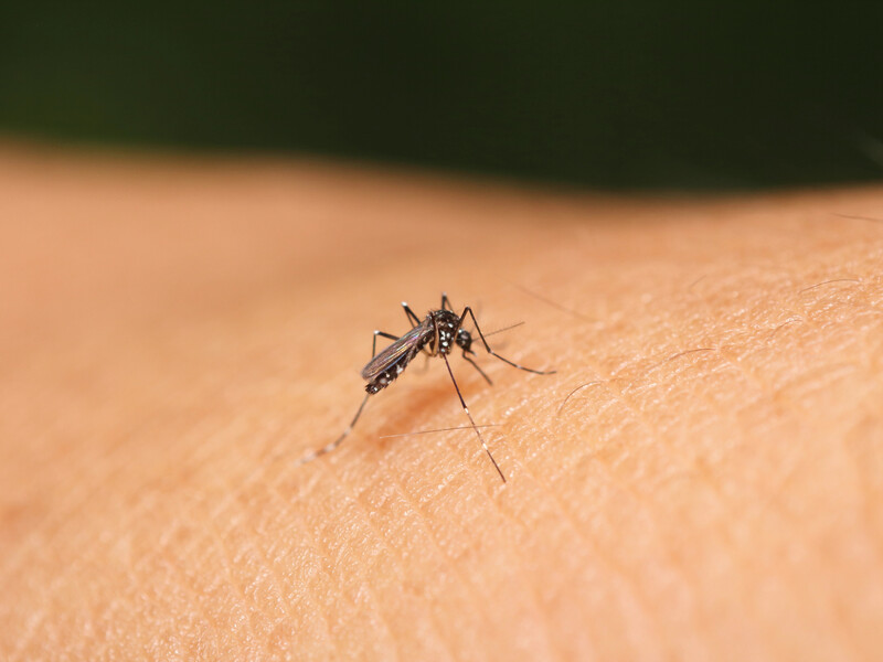 Якщо не хочете терпіти висипи і свербіж після укусів комарів – зробіть це. П'ять порад експертів