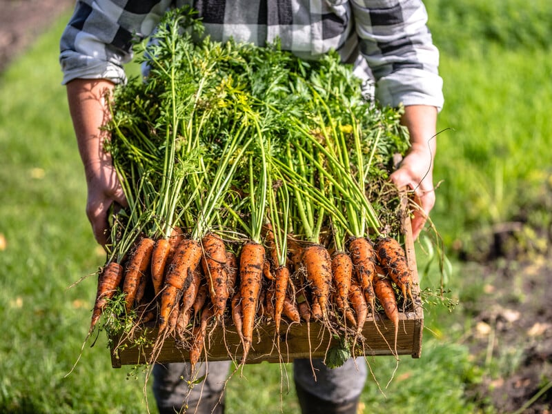 Тирса із цього дерева допоможе зберегти моркву пружною й цілою до самої весни. Секретний лайфхак