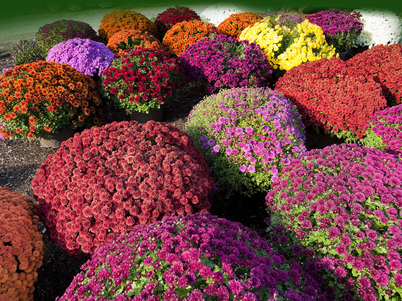 Зробіть це – і хризантеми будуть всіяні квітами й неймовріно пишними. Прості поради