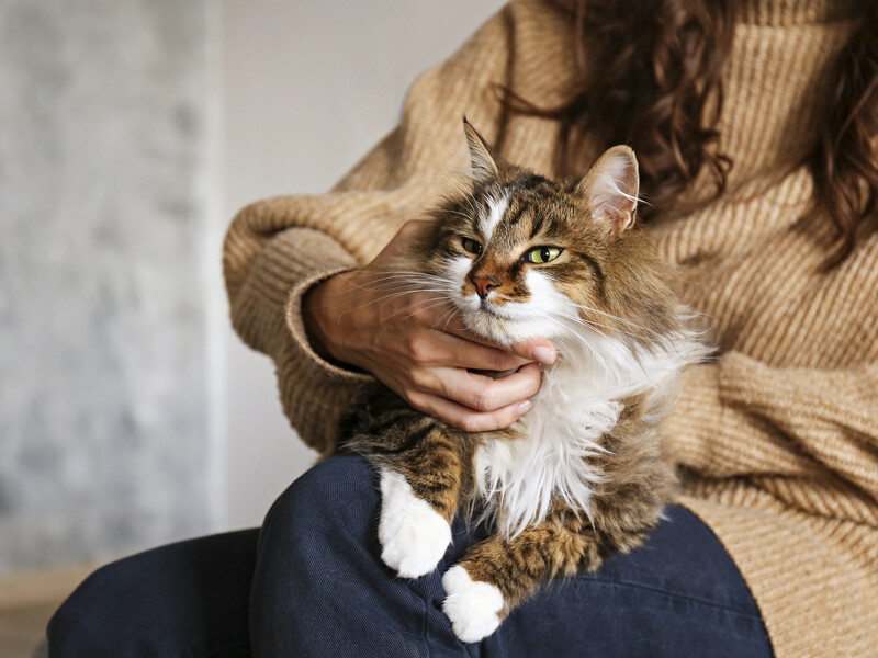 П'ять причин, з яких кіт спить поряд із господарем