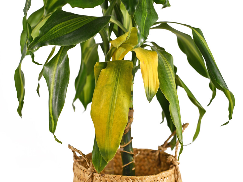 Цей натуральний стимулятор урятує навіть безнадійні рослини. Розчиніть кілька таблеток у воді