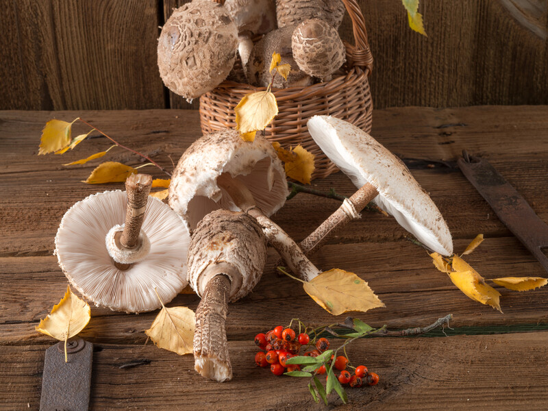 Що робити з грибами парасольками? Порада Ярославського Що робити з грибами парасольками? Порада Ярославського