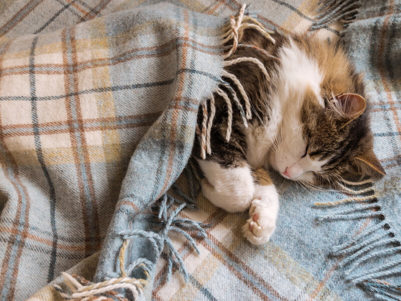 За якої температури мерзнуть коти? Чотири ознаки, що тварині холодно