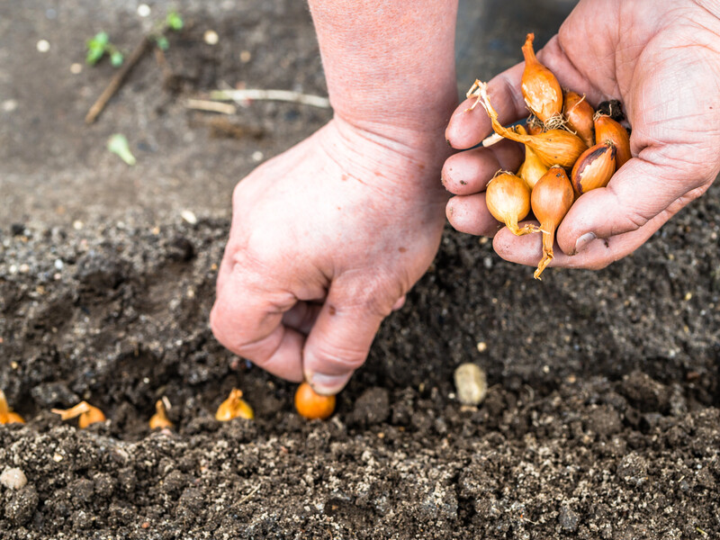 Цибуля навесні потішить урожаєм. Названо строки і нюанси садіння озимої цибулі