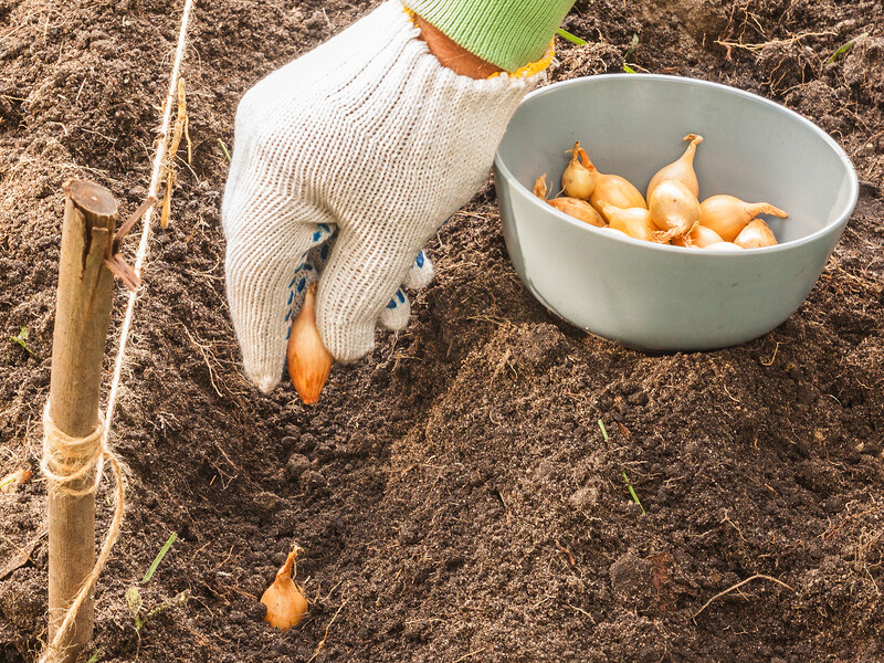 Найкраще озиму цибулю саджати саме так – тоді отримаєте великі плоди й кущі без стрілок