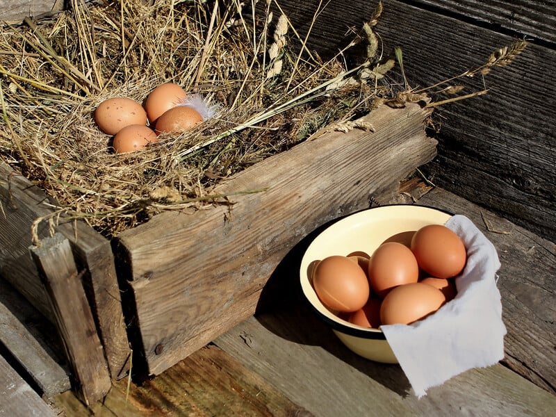 Повісьте це в жовтні в курнику – і кури будуть невтомно нести яйця до самої весни. Секретний трюк