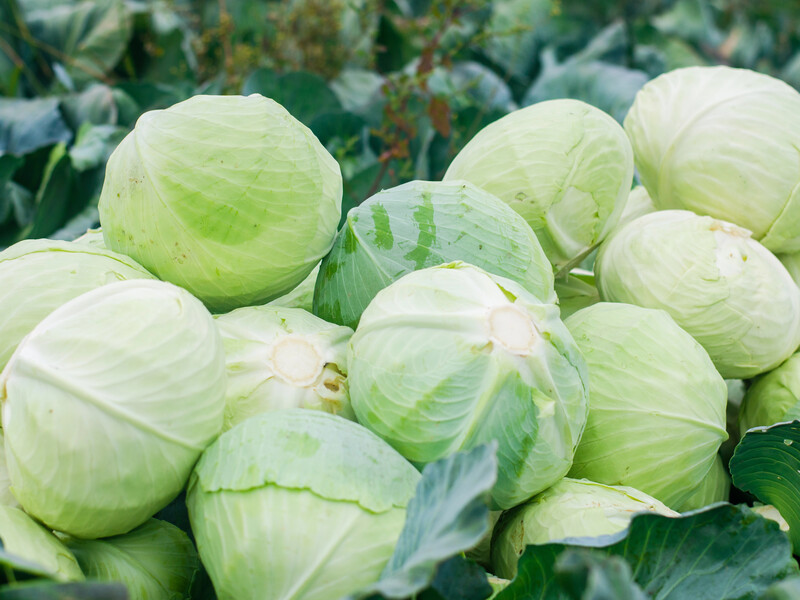 Якщо хочете мати смачну й соковиту капусту до весни – скористайтеся одним із семи надійних способів