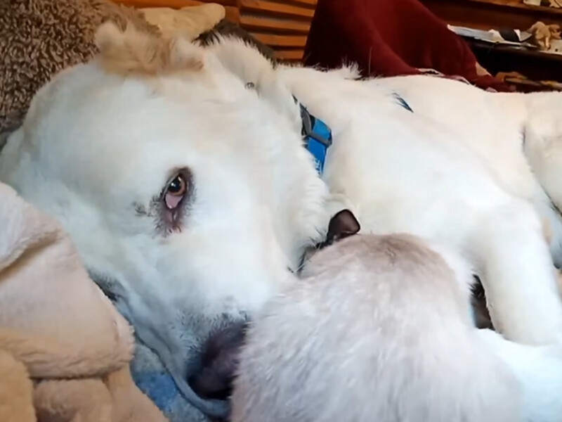 Величезний алабай став мамою для хворого кошеняти. Господар показав зворушливе відео їхньої дружби