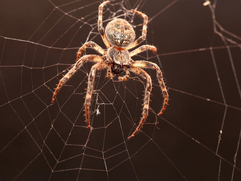 Залийте це окропом – і павуки не плестимуть в оселі павутиння. Лайфхак без жодної хімії для домашнього затишку