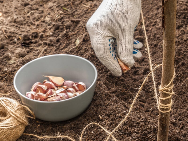 Посипте цим землю в жовтні – і часник буде неймовірного розміру. Розкрито секрет щедрого врожаю