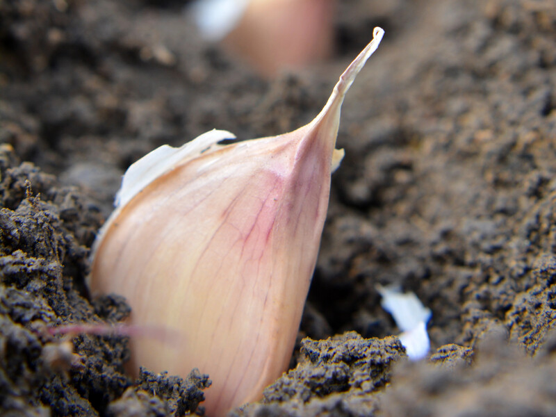 Посипте цим землю після висаджування озимого часнику – і зберете рекордний урожай. Секрет городників