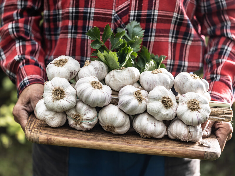 Від стрілки – до елітних головок: городник розповів, як вивести сорт однозубого часнику
