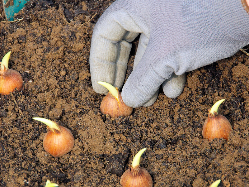 Якщо посадите на цьому місці озиму цибулю – вона не доживе до весни. Секрети щедрого врожаю
