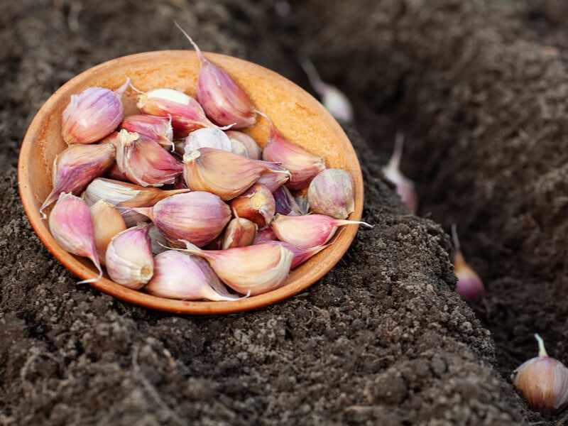 Городники завжди замочують у цьому озимий часник – і щоразу збирають рекордні врожаї.