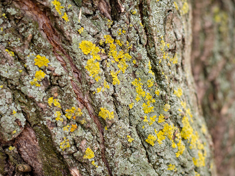 Нанесіть цей розчин на кору – і мох із лишайниками буде легше віддерти. Секретний лайфхак для садівників