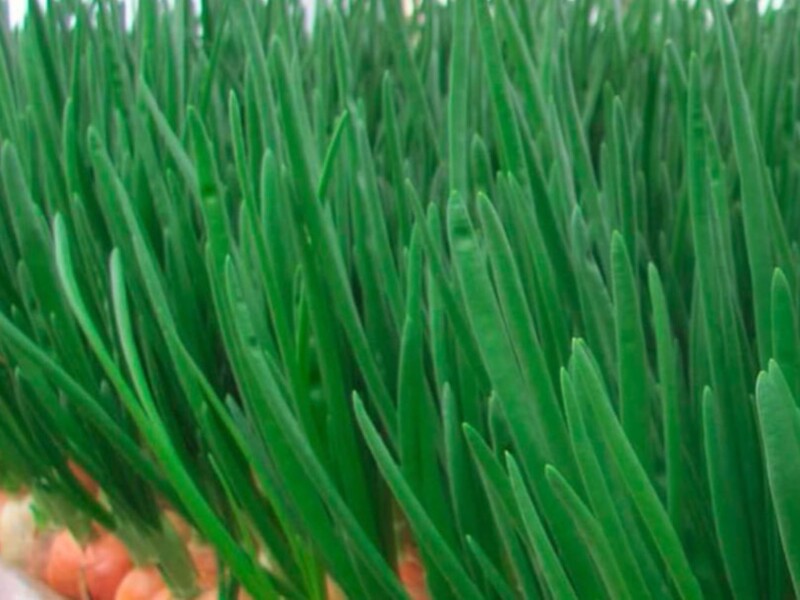 Усього 20 хвилин у жовтні потримайте в цьому цибулини – і вони миттєво зазеленіють на підвіконні