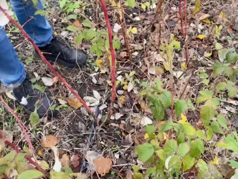 Щоб малина була з початку літа і до самих морозів – обріжте її саме так. Важлива порада садівника