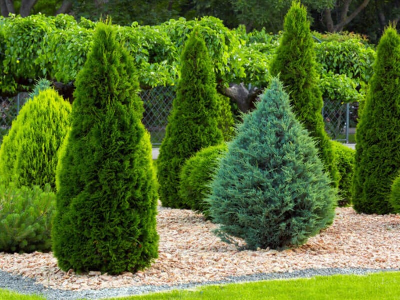 Багато разів пожалкуєте. П'ять рослин для ландшафту, які створять лише проблеми