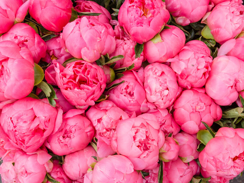 Шість типів рослин, до яких восени краще не підходьте із секатором – навесні залишитеся без квітів Шість типів рослин, до яких восени краще не підходьте із секатором – навесні залишитеся без квітів