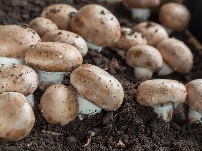 Як на власному городі отримати врожай печериць. Три важливі пункти