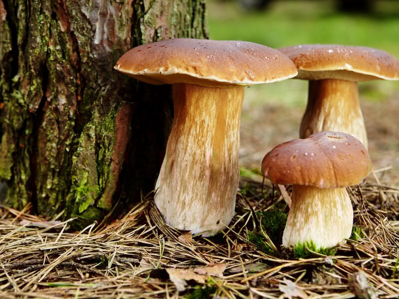 10 пречудових фото грибників, після перегляду яких захочеться піти в ліс по гриби