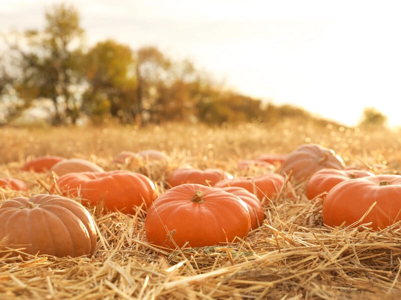 Городниця не повірила очам, коли побачила, який гігантський гарбуз виріс у неї на городі. Відео