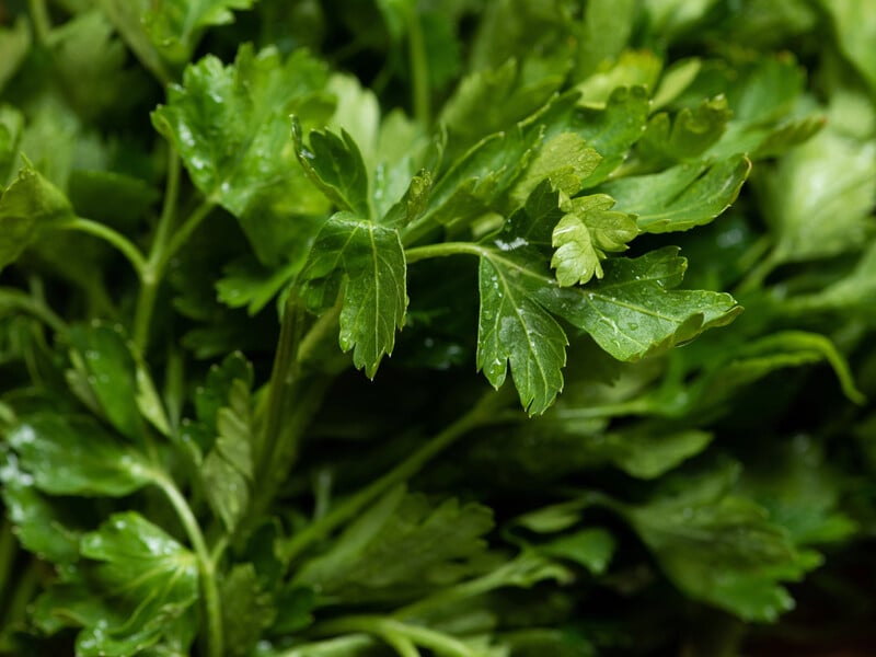 Навесні у вас буде рання соковита петрушка. Не пропустіть періоду, коли її потрібно саджати