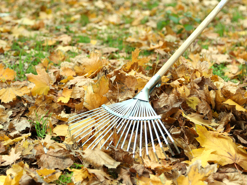 У жодному разі не паліть листя! Експерти пояснили, до чого це може призвести У жодному разі не паліть листя! Експерти пояснили, до чого це може призвести