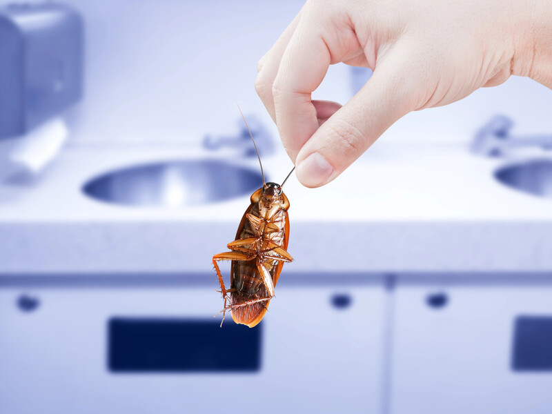 Після цього трюку таргани зникнуть із вашого будинку. Лайфхак без отрут і хімії