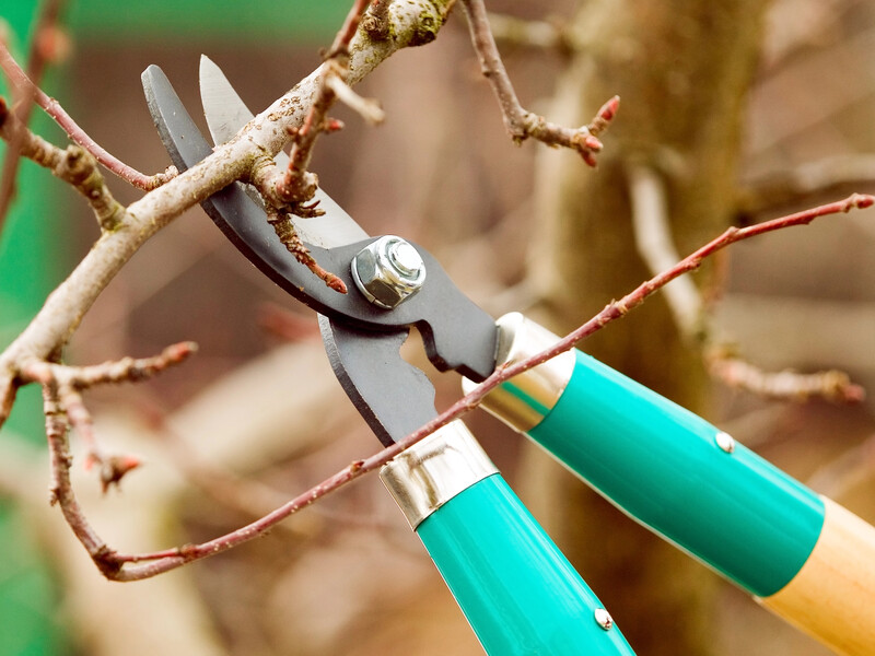 Під час обрізки зверніть увагу на це – і кущі малини влітку будуть дуже багато плодоносити. Проста порада