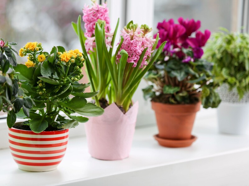 Досвідчені квітникарі завжди вставляють п'ять сірників у горщик. Секретний лайфхак, який варто повторити
