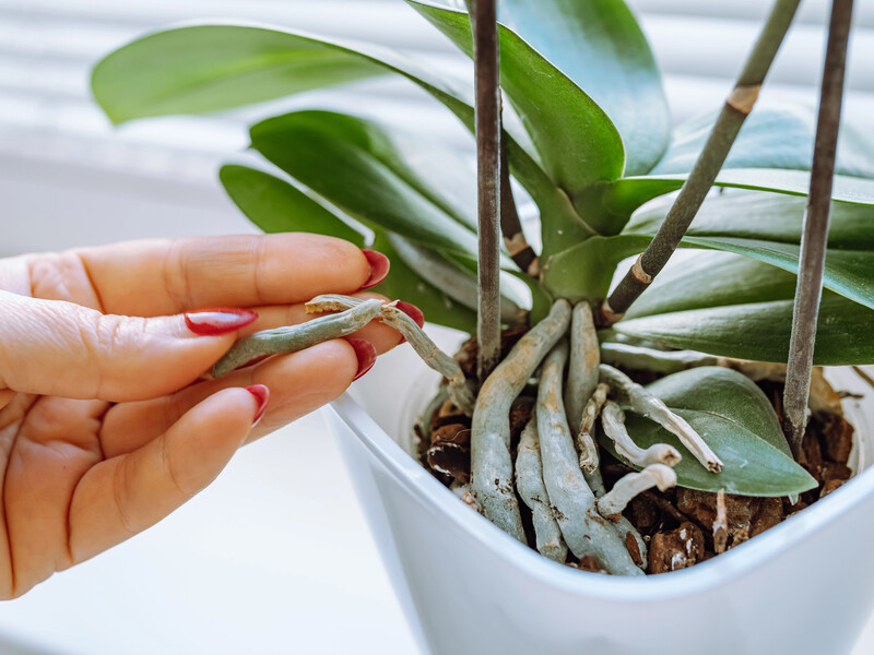 Усе, що потрібно для пишного цвітіння орхідеї, – це бюджетне добриво. Перевірений спосіб Усе, що потрібно для пишного цвітіння орхідеї, – це бюджетне добриво. Перевірений спосіб