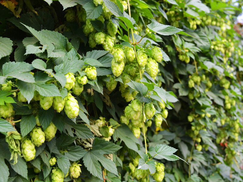 Посадите красуню – отримаєте проблему. 10 рослин, які краще ніколи не мати в своєму саду