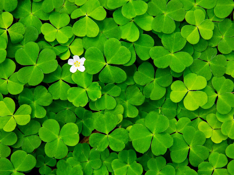 Рослина росте сама, а земля стає родючою. Найкраща альтернатива газону