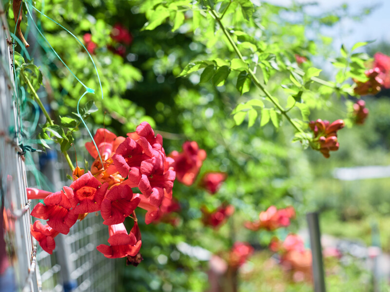 Ніколи не садіть ці рослини у дворі! Три найгірших агресори, які неможливо вивести
