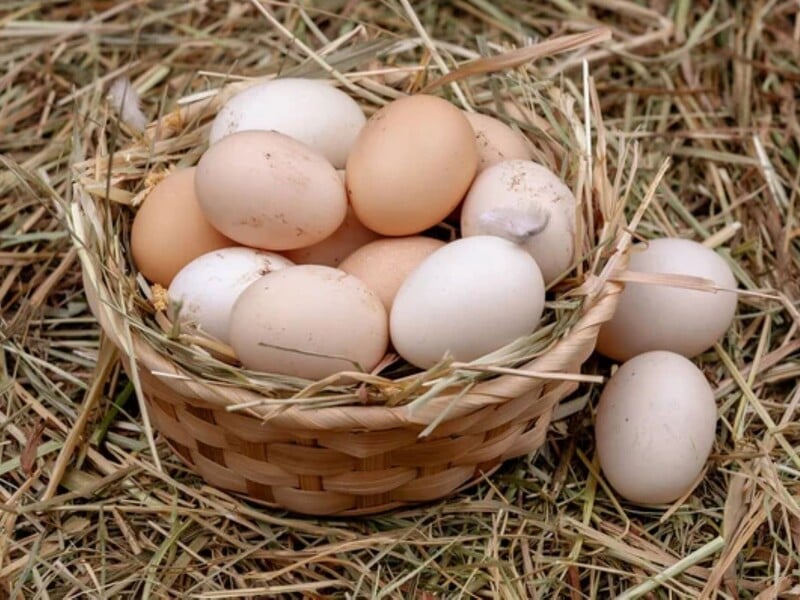 Через це взимку можна залишитися без яєць. Прості поради, які швидко підвищать несучість курей