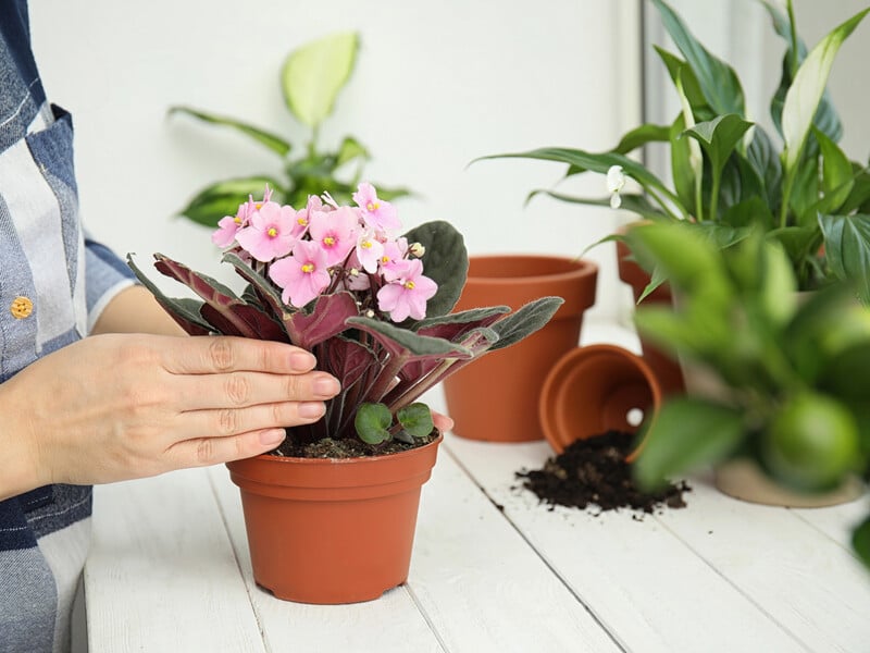 Полийте цим фіалку – і вона знову зацвіте. Рецепт натурального підживлення, яке можна приготувати за ніч