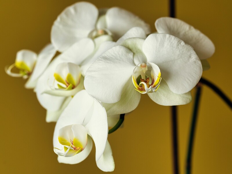 Три ознаки якісної квітки. Як обрати орхідею, щоб вона невдовзі не зіпсувалася