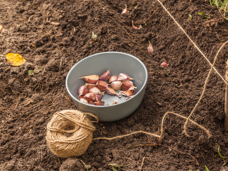 Замочіть зубчики в цьому розчині – й озимий часник виросте розміром із кулак. Поради городників