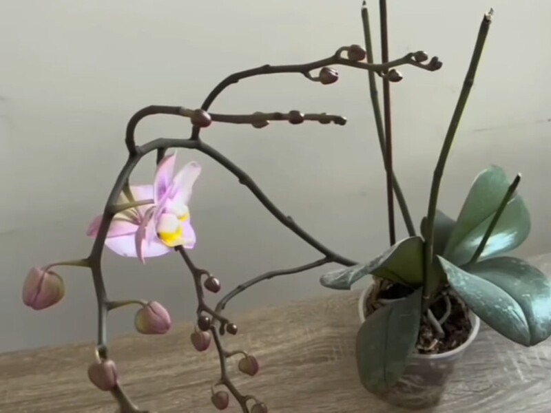Залиште орхідею в цьому місці на ніч – і вона почне активно формувати квітконоси. Секретний лайфхак Залиште орхідею в цьому місці на ніч – і вона почне активно формувати квітконоси. Секретний лайфхак