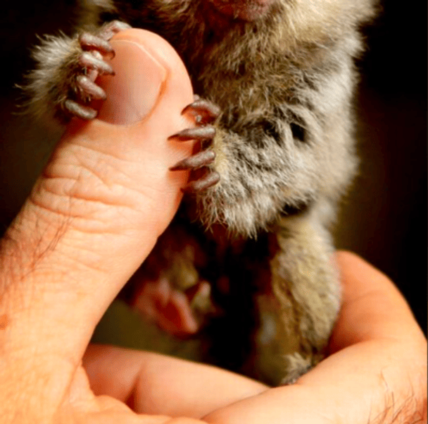 Найменша у світі мавпа може поміститися в долоню: який вигляд вона має (фото)