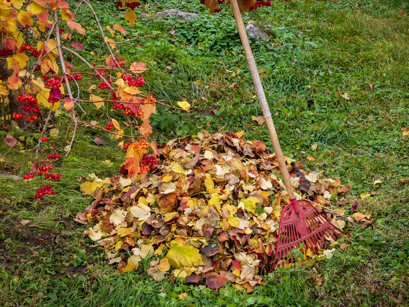 Усі досвідчені садівники в листопаді роблять це у своєму саду. Зробіть так само – і влітку зберете щедрий урожай Усі досвідчені садівники в листопаді роблять це у своєму саду. Зробіть так само – і влітку зберете щедрий урожай