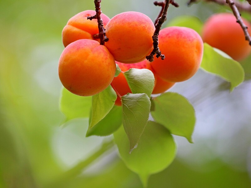 Підгодуйте восени абрикос цим - і в наступному сезоні отримаєте розкішний урожай