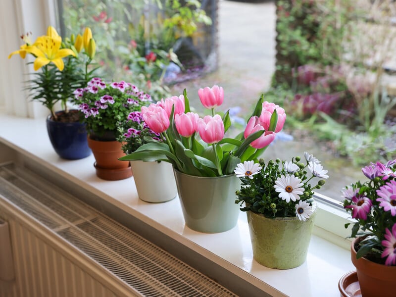 Розчиніть цю таблетку у воді – і кімнатні квіти миттєво оживуть. Секретний спосіб реанімації