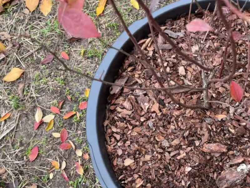 За тиждень до морозів полийте лохину цією водою – і влітку вона завалить ягодами. Рецепт і пропорції За тиждень до морозів полийте лохину цією водою – і влітку вона завалить ягодами. Рецепт і пропорції